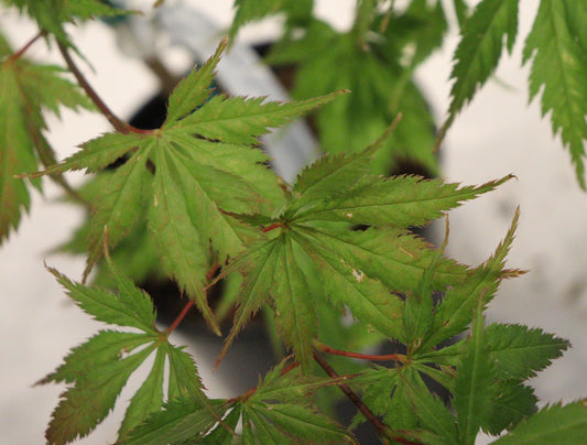 Acer palmatum Ariadne