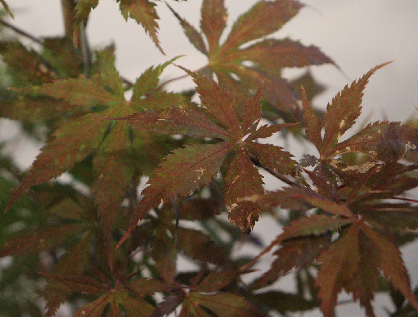 Acer palmatum Grandma Ghost