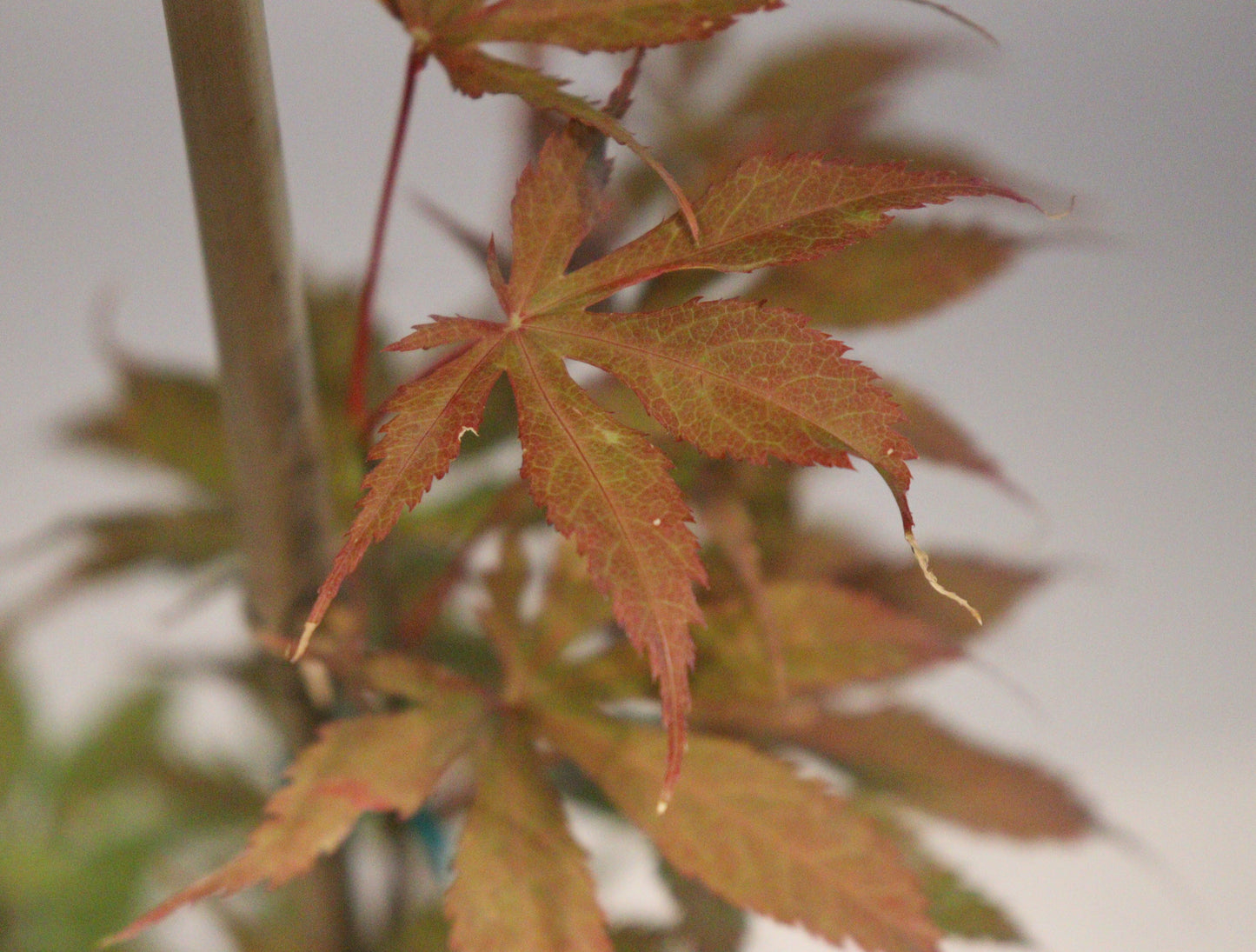 Acer palmatum Grandma Ghost