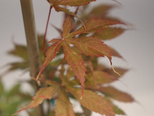 Acer palmatum Grandma Ghost