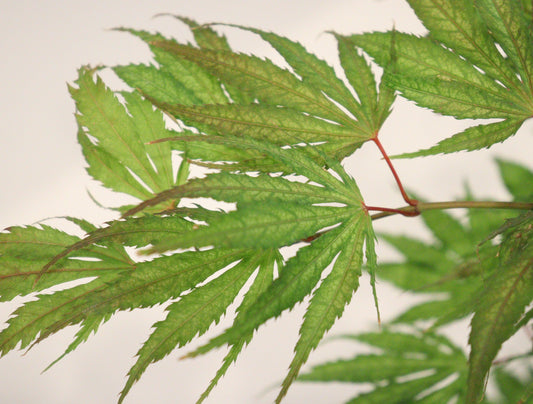 Acer palmatum Tiger Rose