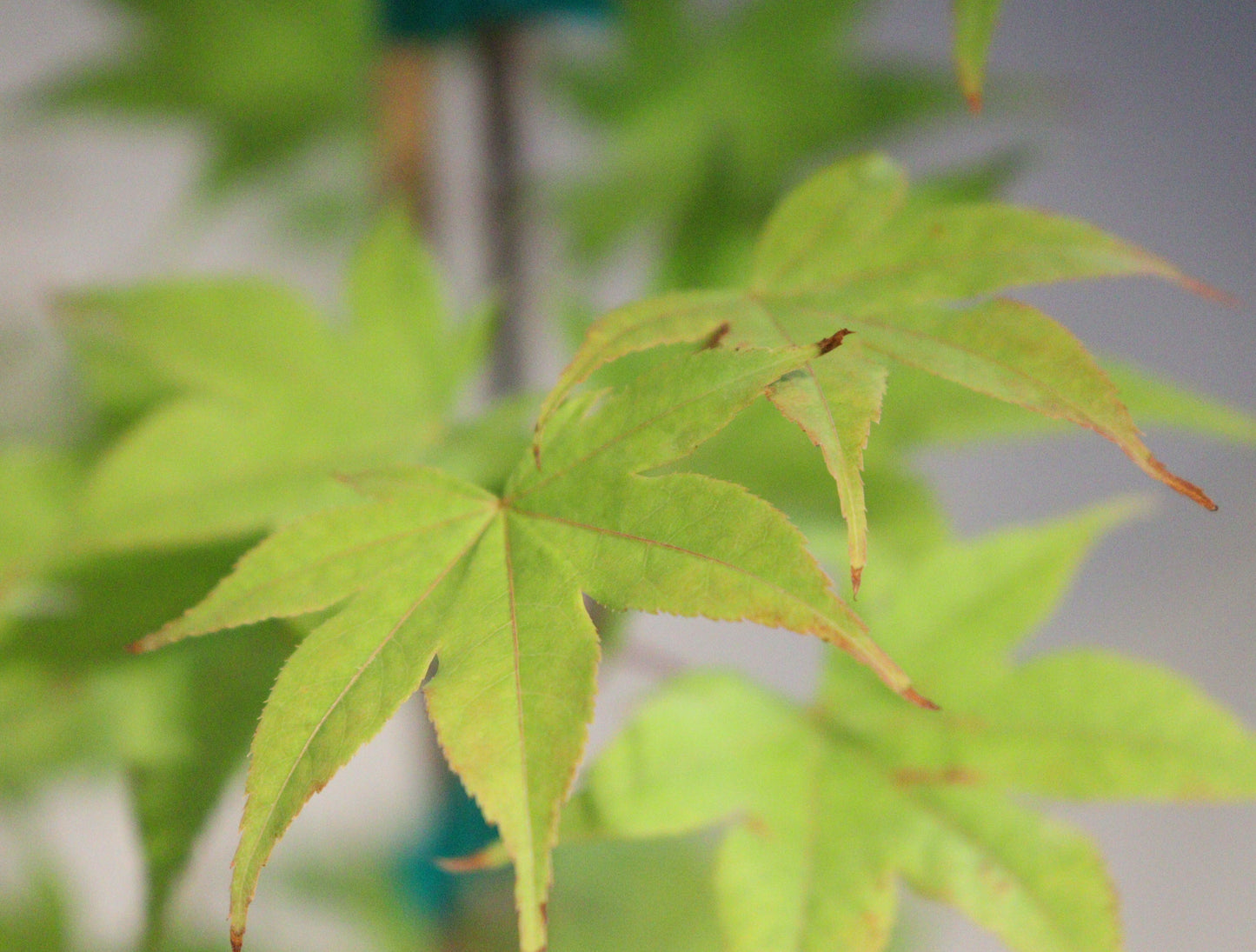 Acer palmatum Saotome