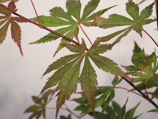 Acer shirasawanum Seasons of Change