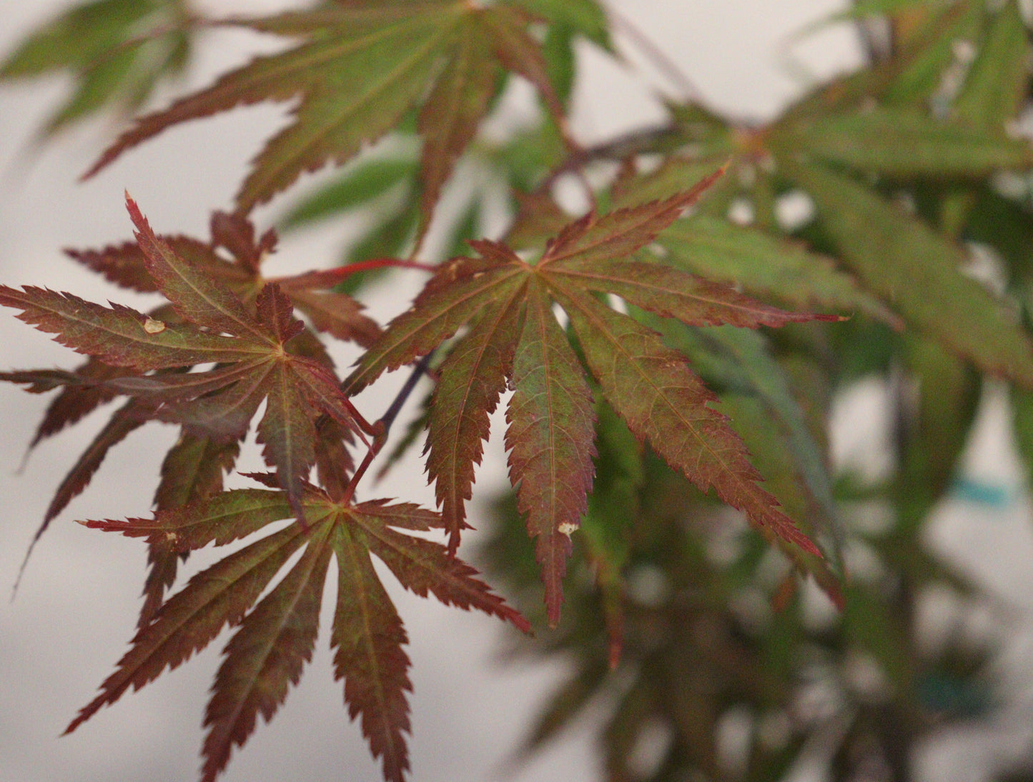 Acer shirasawanum Seasons of Change