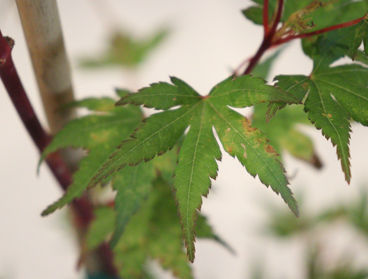 Acer palmatum Gold Digger