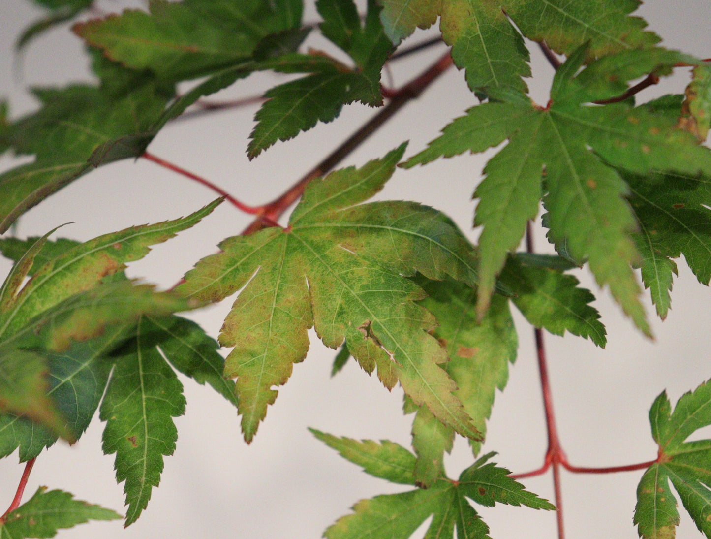 Acer palmatum Gold Digger
