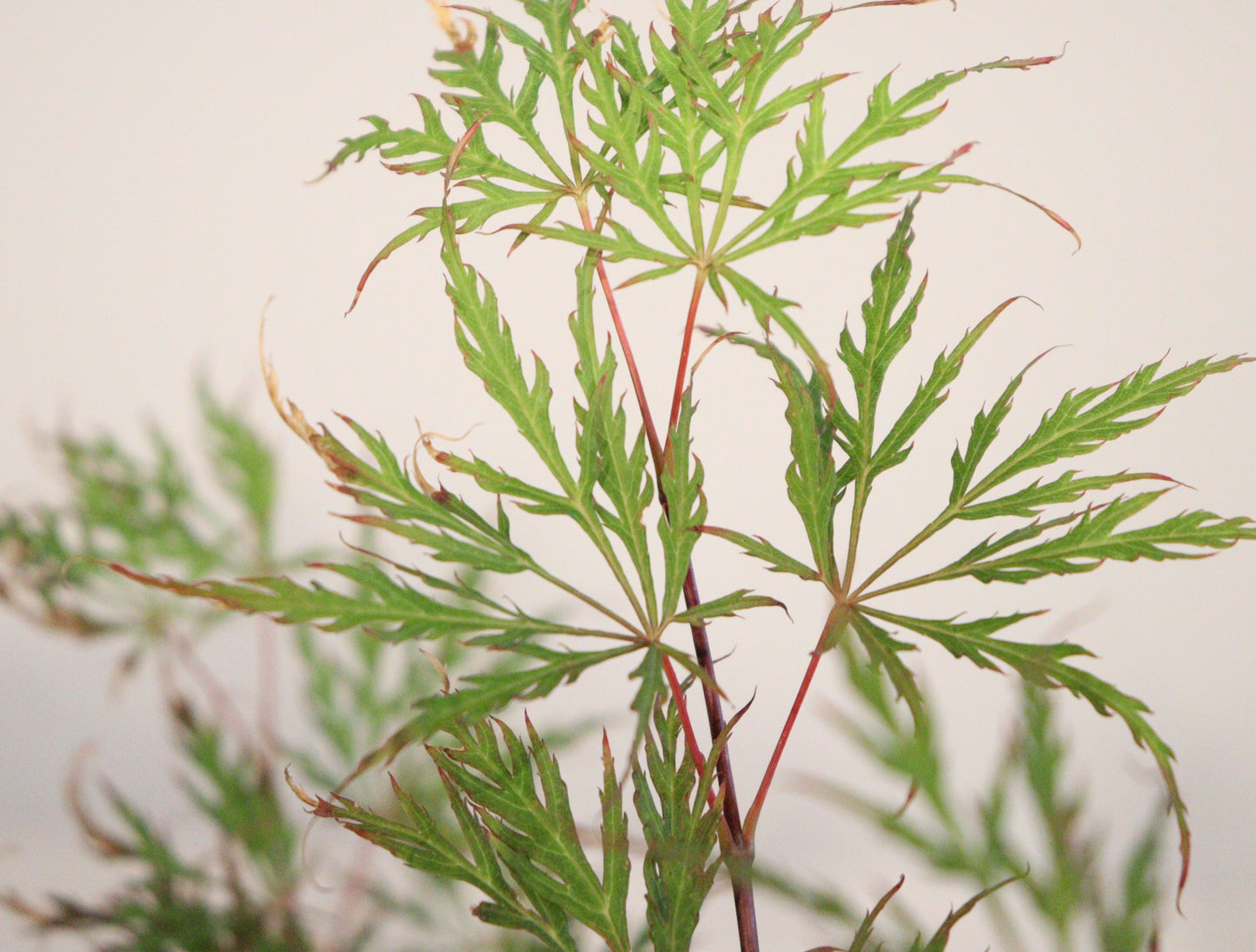 Acer palmatum dissectum Shu Shidare