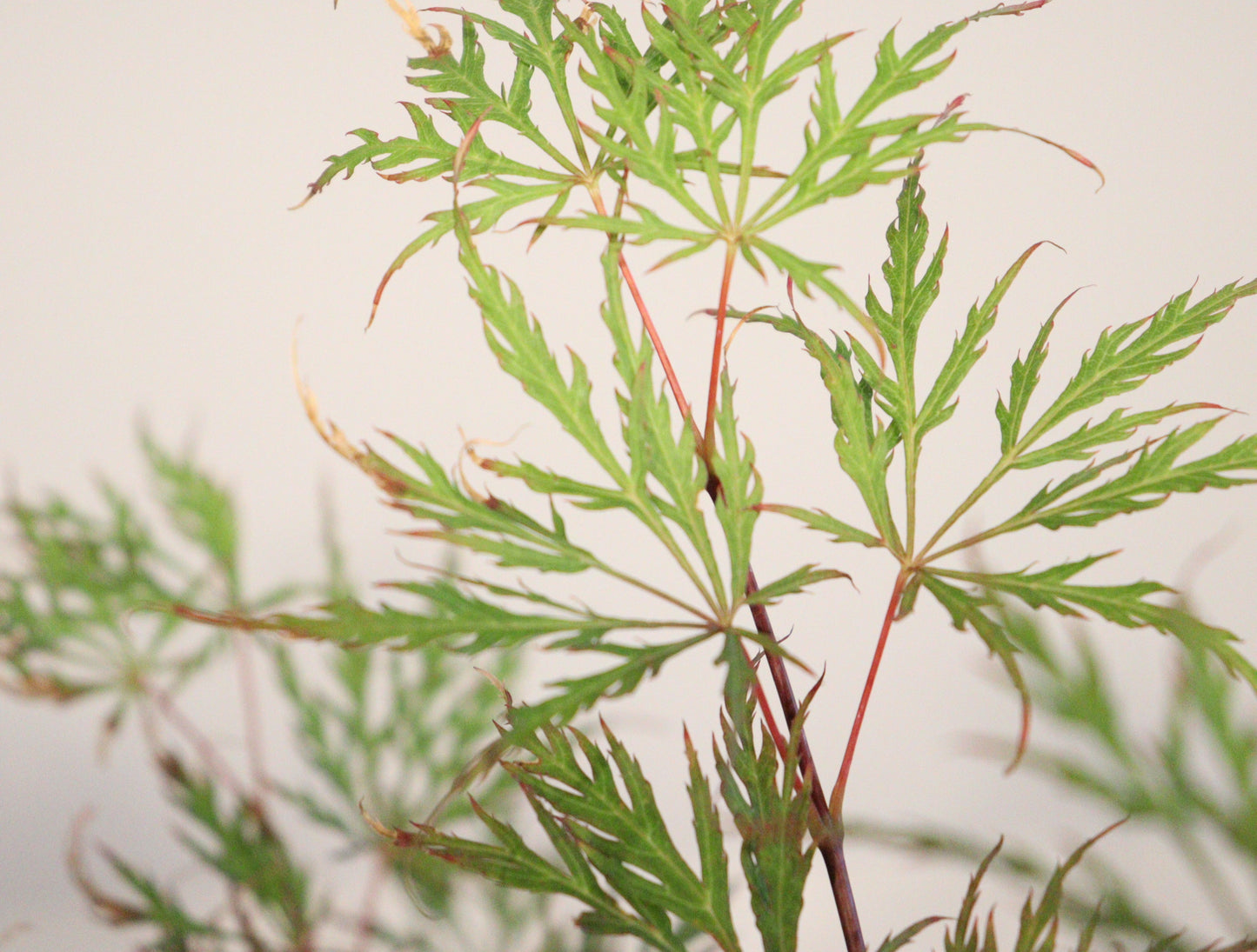 Acer palmatum dissectum Shu Shidare