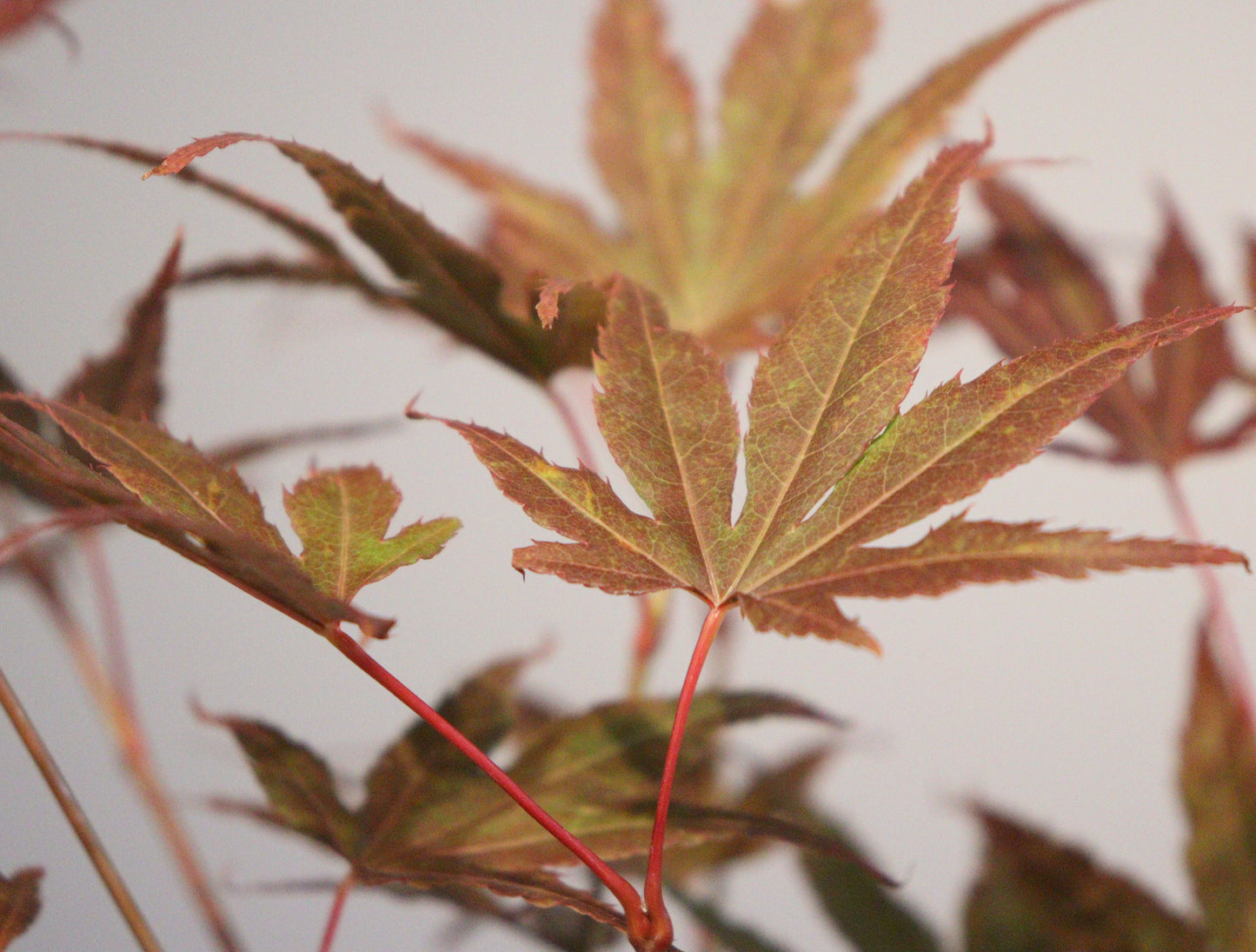 Acer palmatum Gaki no sugi