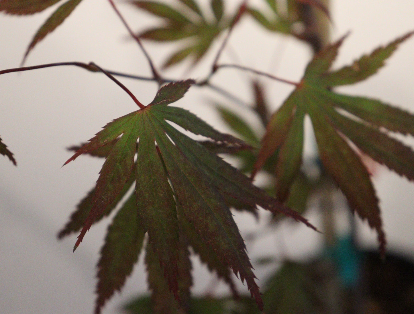 Acer shirasawanum Shira Red
