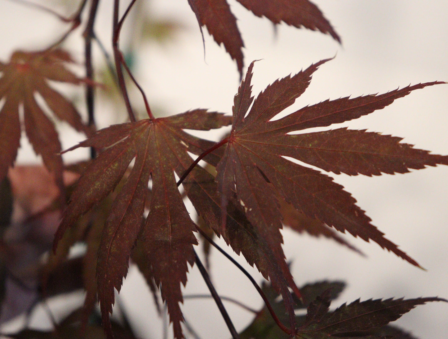 Acer shirasawanum Shira Red
