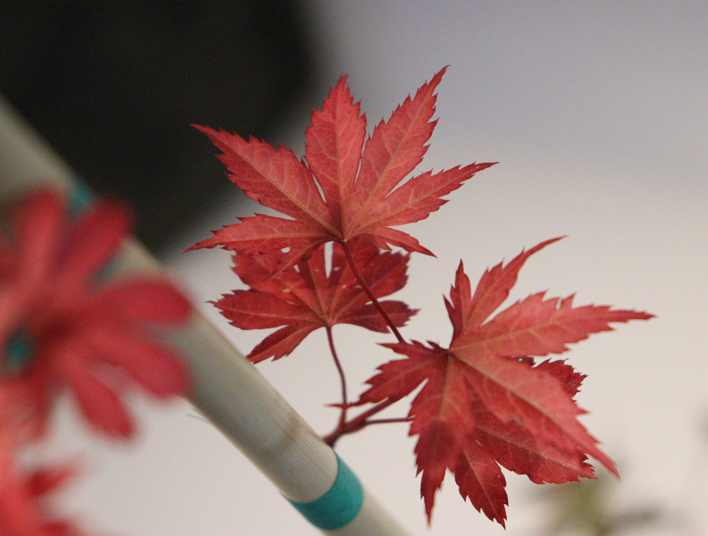 Acer shirasawanum Shira Red