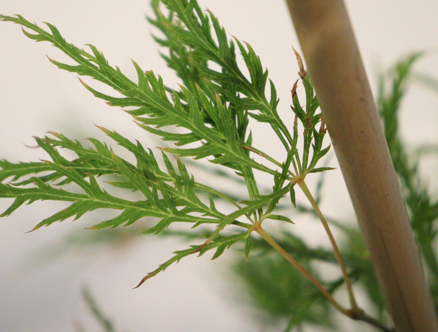 Acer Palmatum Dissectum Viridis