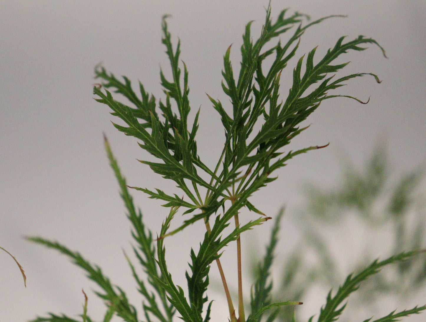 Acer Palmatum Dissectum Viridis