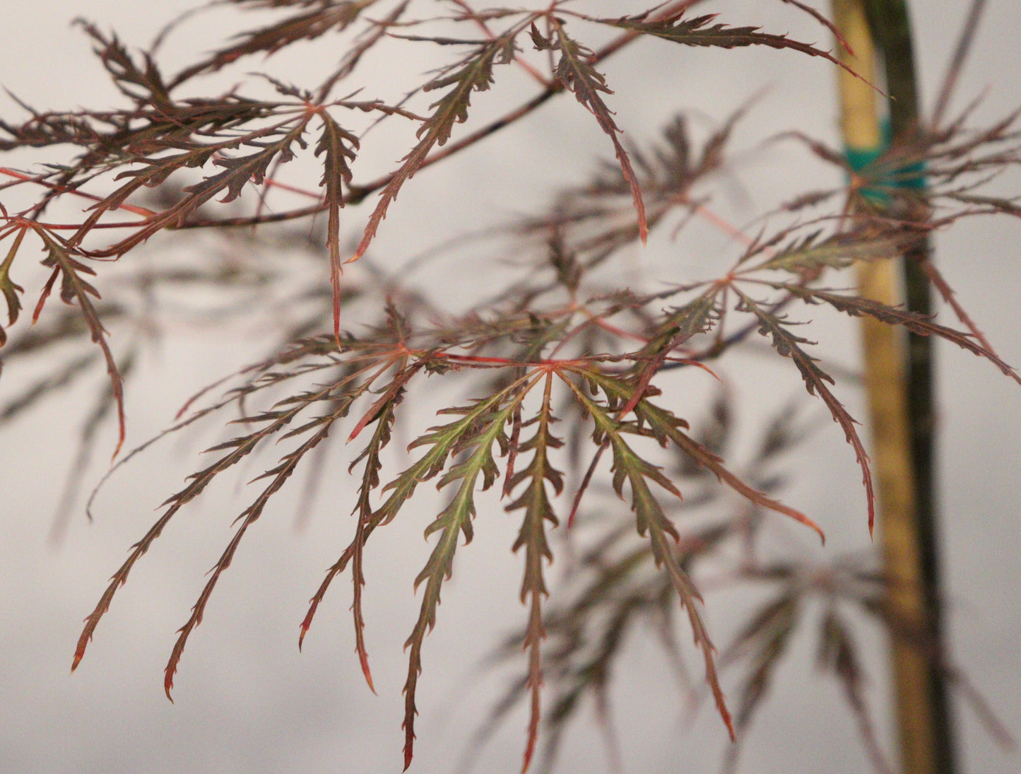 Acer palmatum dissectum English Lace