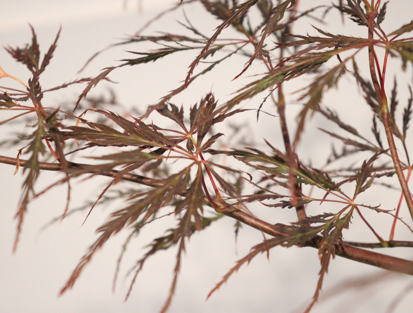 Acer palmatum dissectum English Lace
