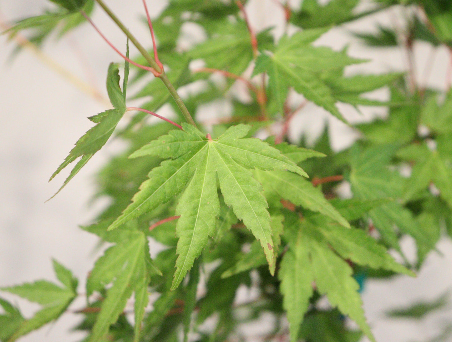 Acer palmatum Gold Digger