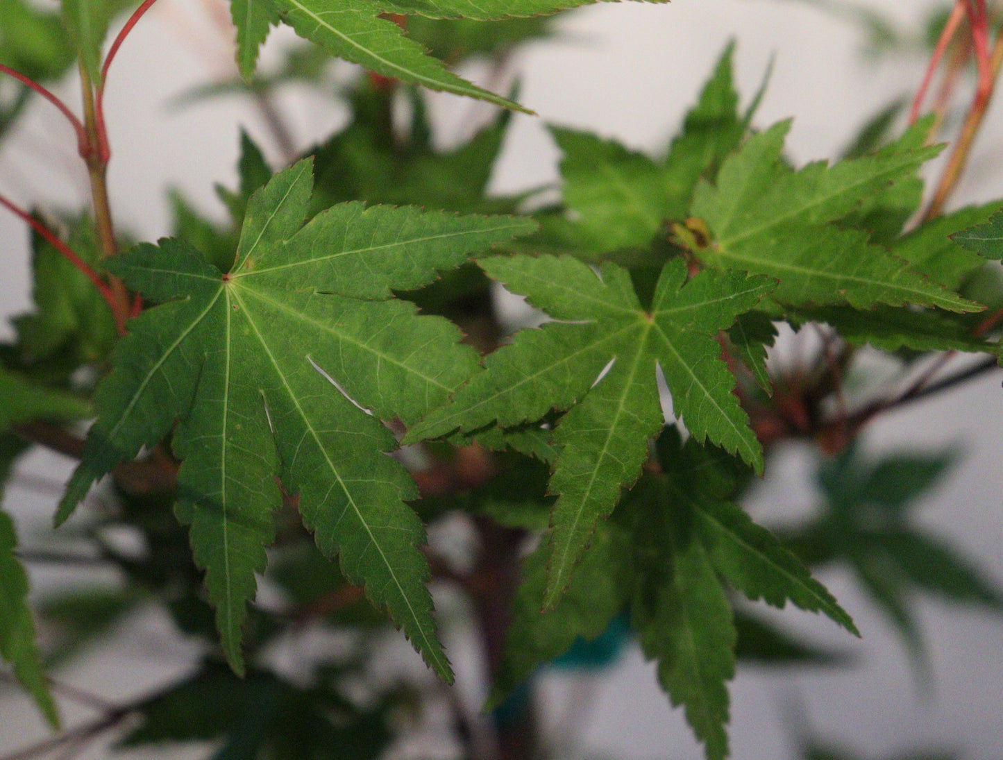 Acer palmatum Gold Digger