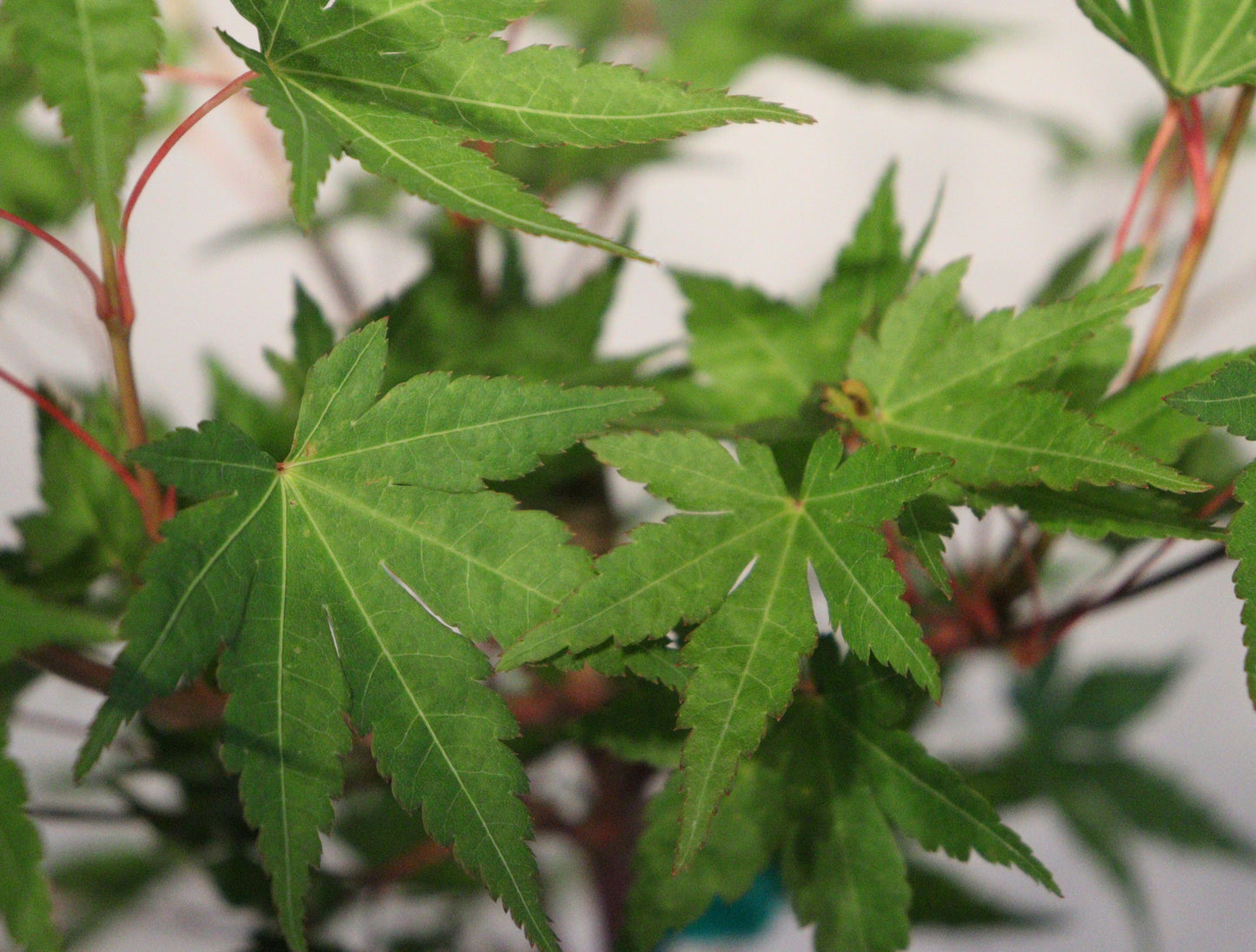 Acer palmatum Gold Digger