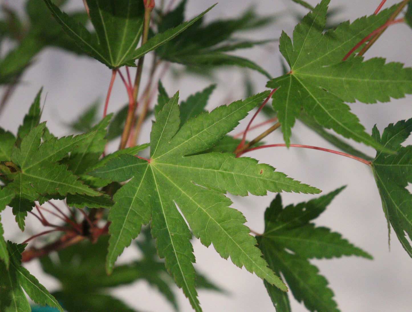 Acer palmatum Gold Digger