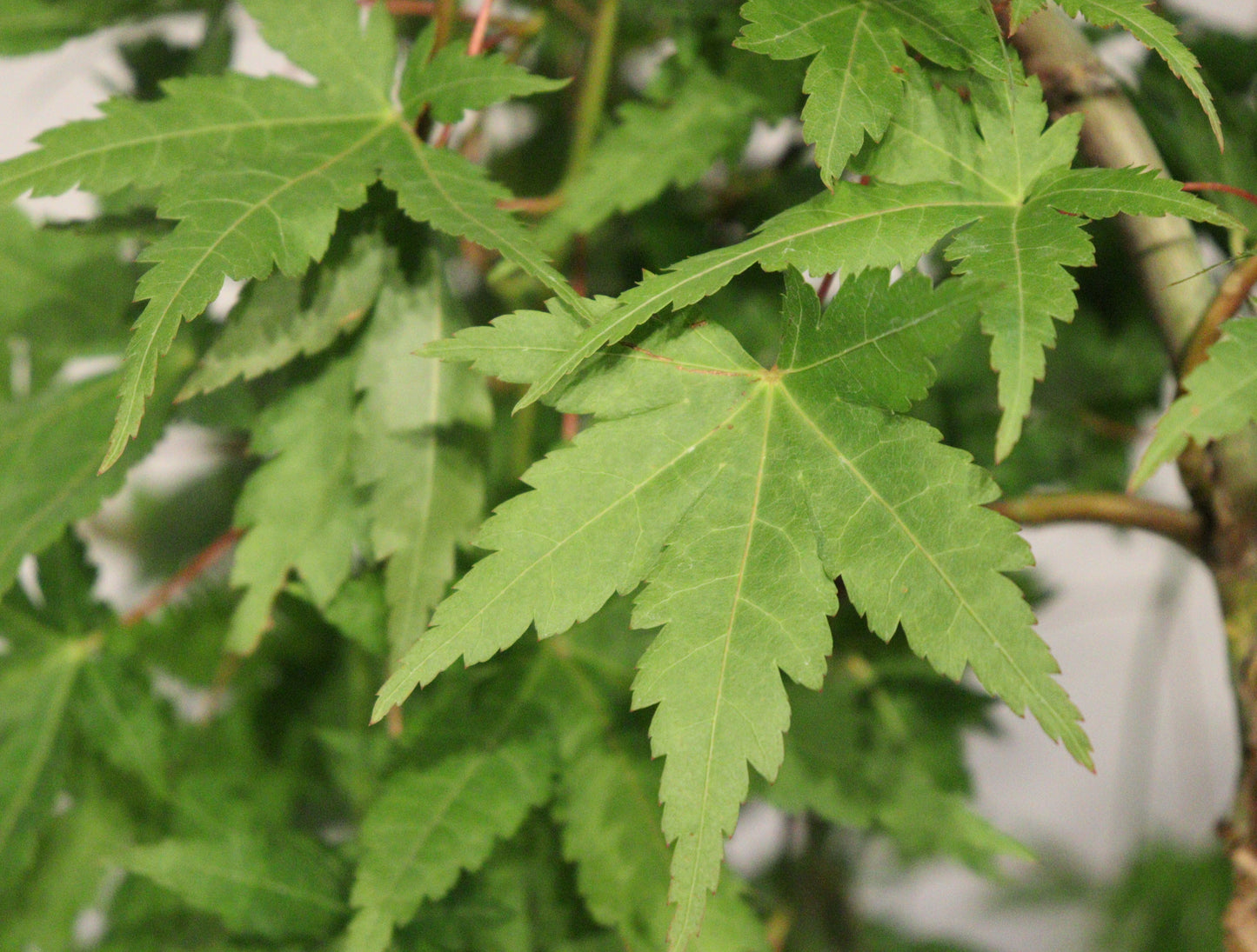 Acer Shirasawanum 'Ryusen'