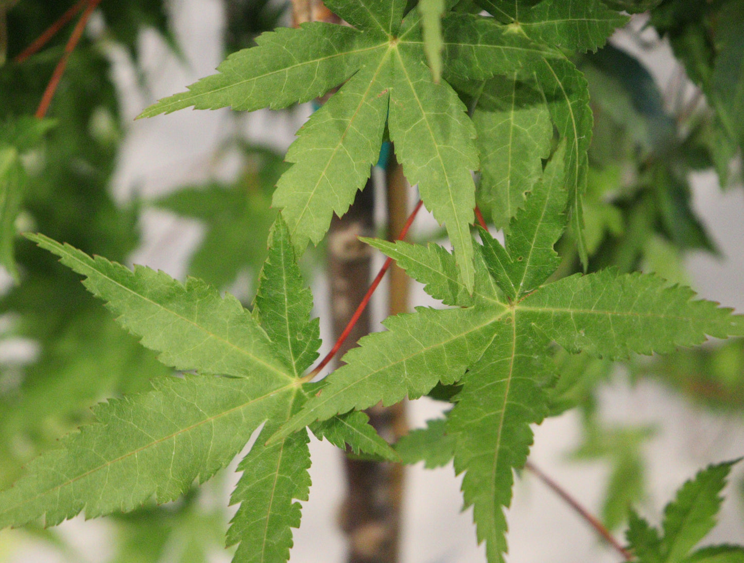 Acer Shirasawanum 'Ryusen'