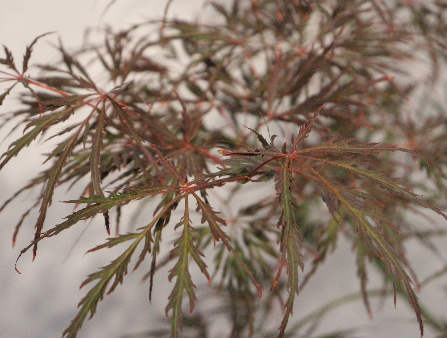 Acer palmatum dissectum Lion Heart
