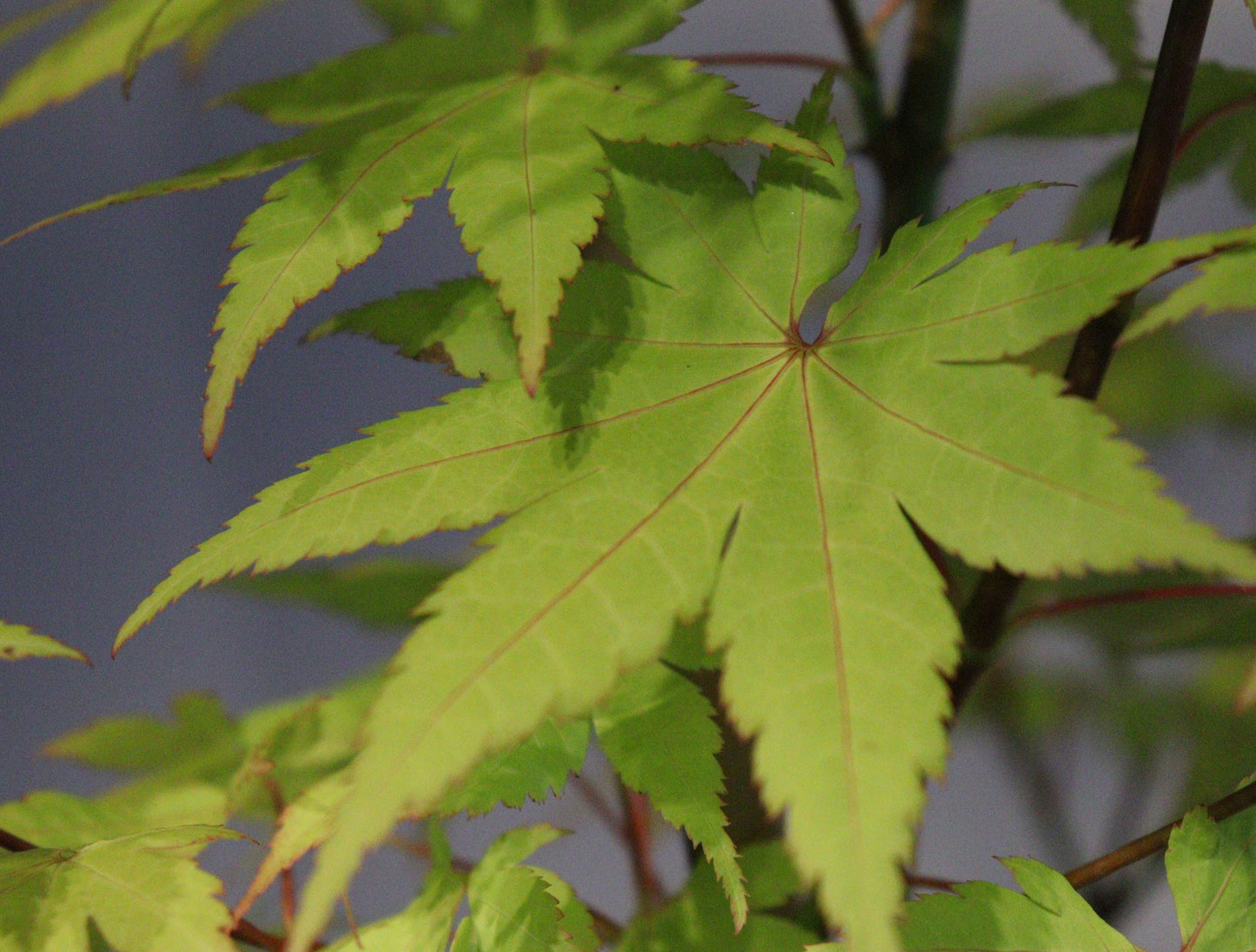Acer palmatum Summer Gold