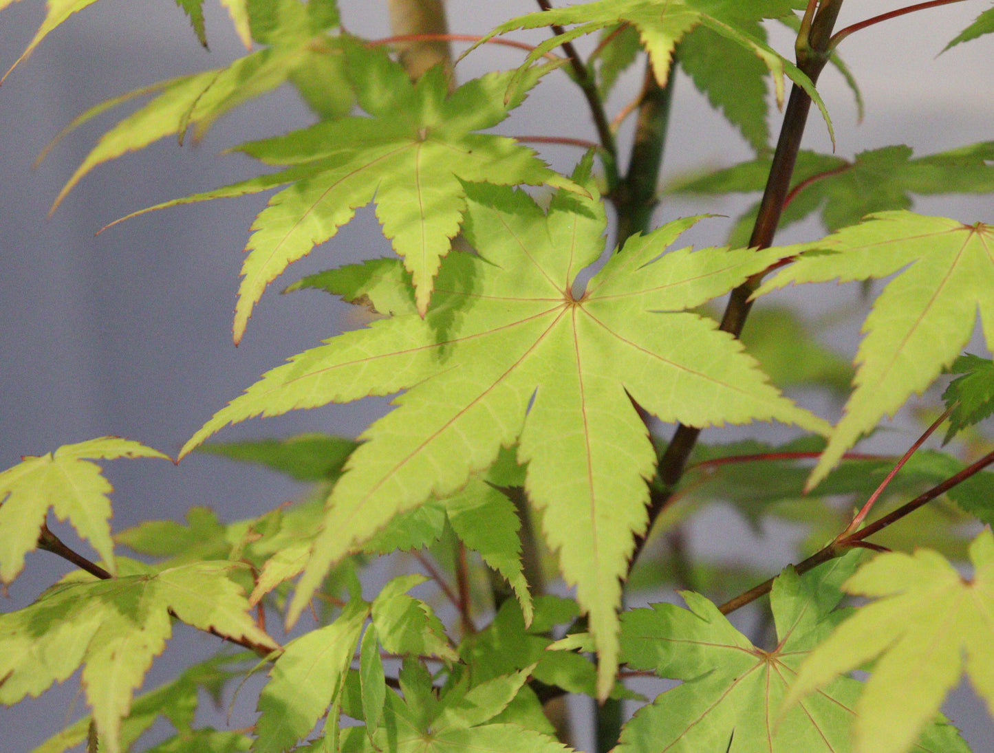 Acer palmatum Summer Gold