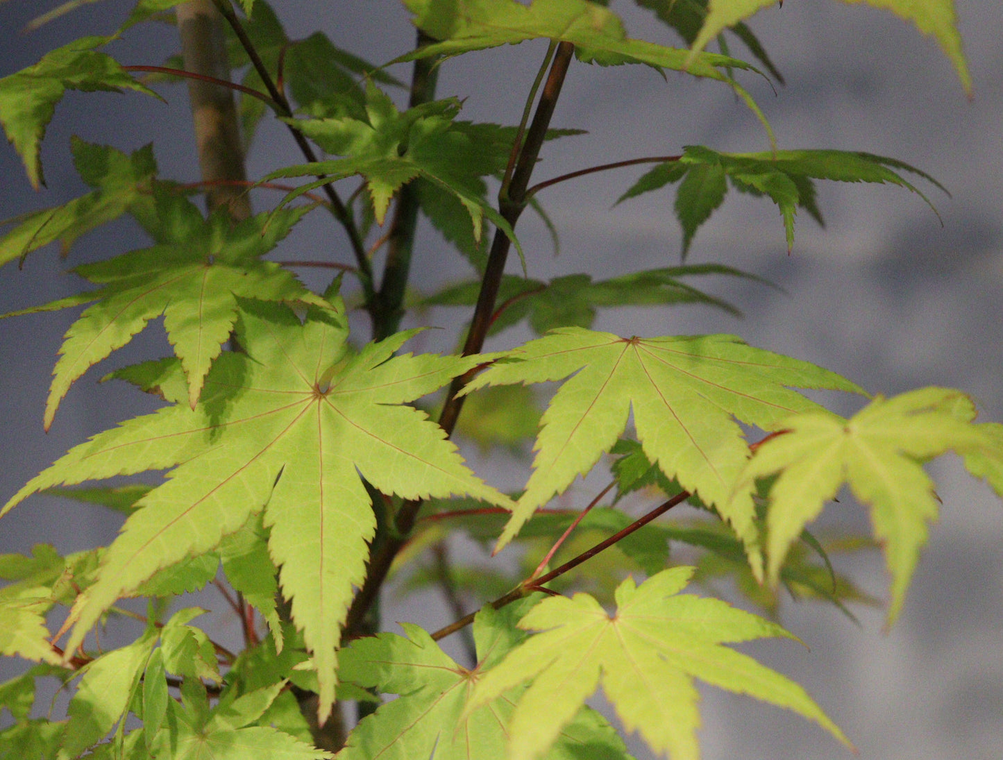 Acer palmatum Summer Gold