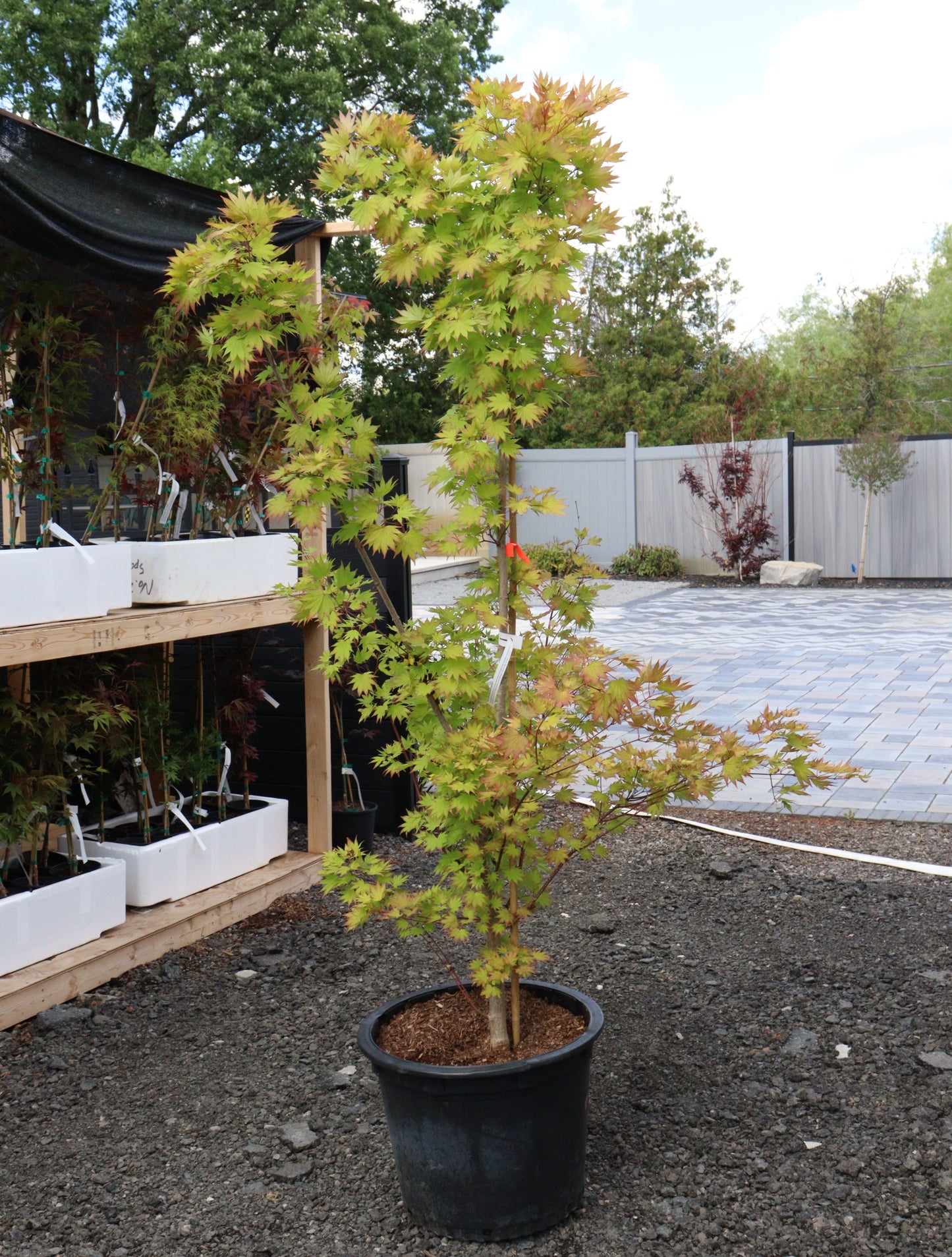 Acer shirasawanum Jordan