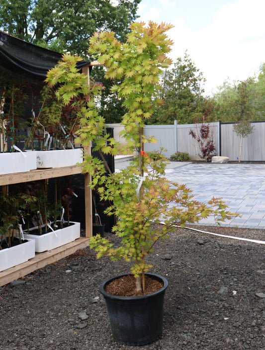 Acer shirasawanum Jordan
