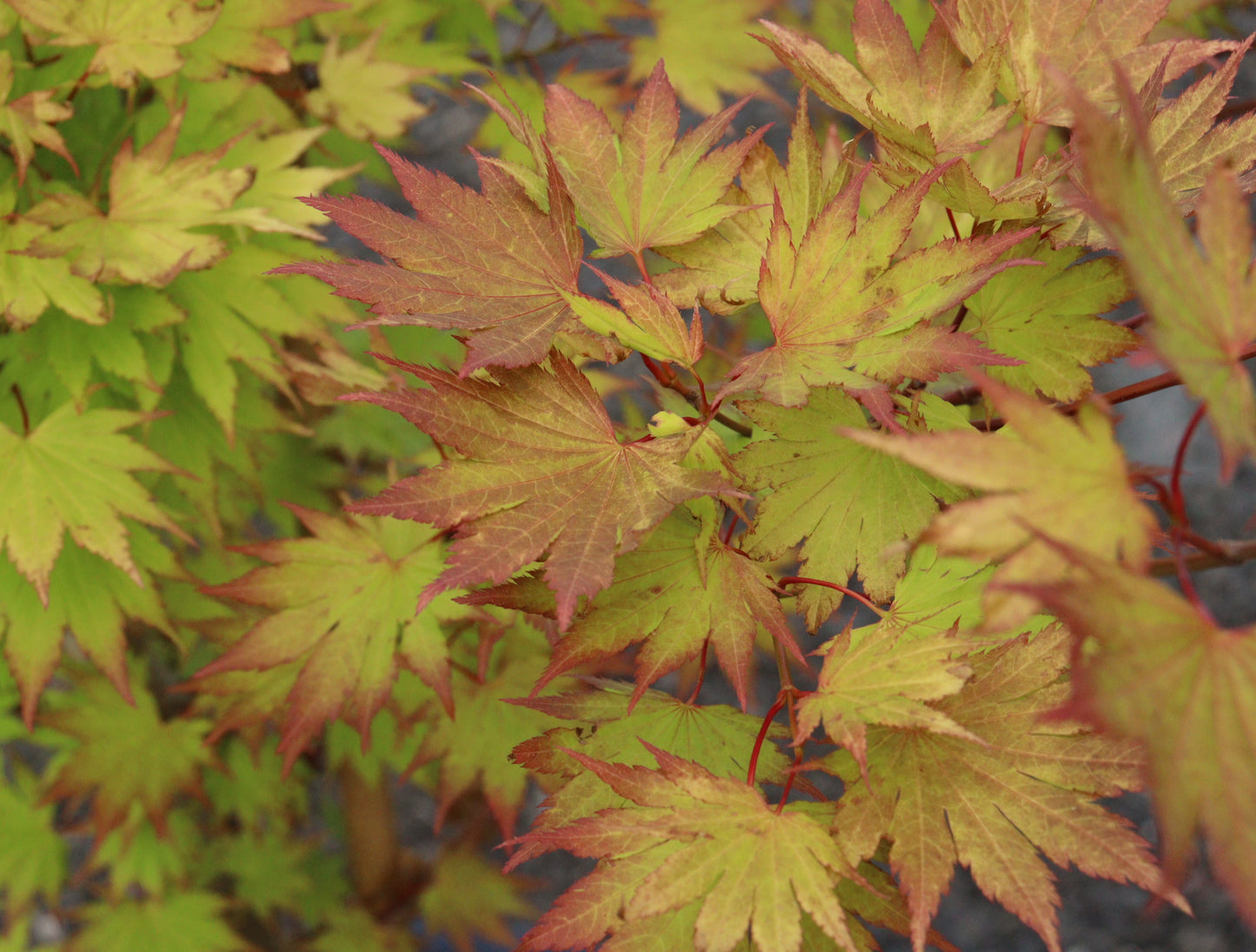 Acer shirasawanum Jordan