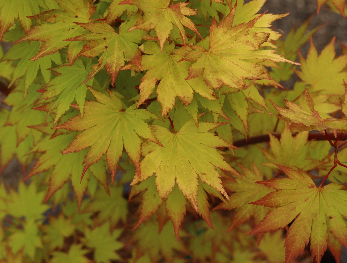 Acer shirasawanum Jordan