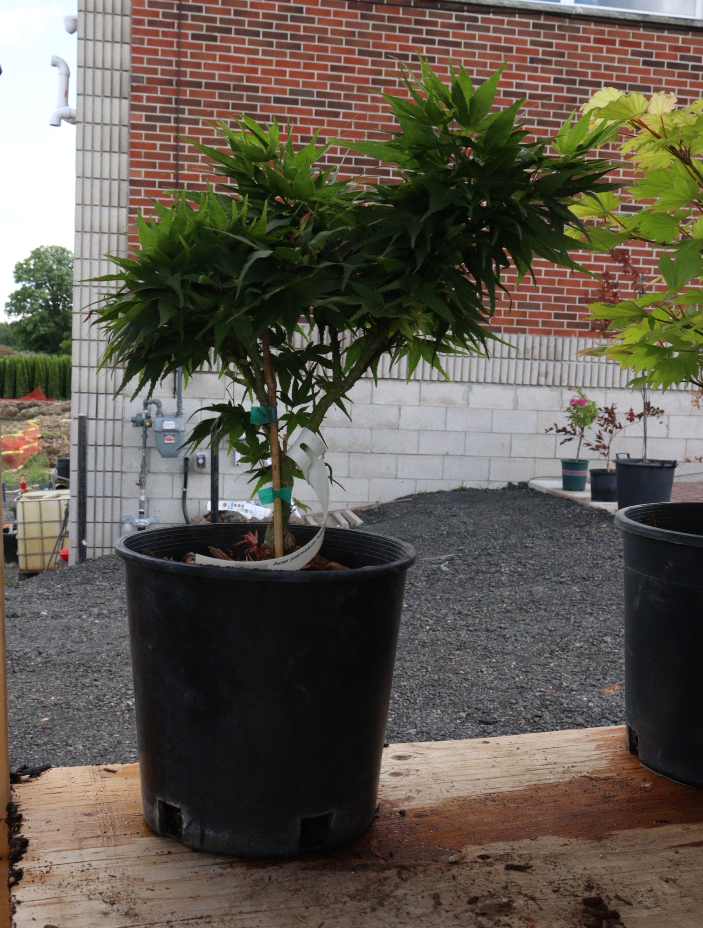 Acer Palmatum Mikawa-Yatsubusa