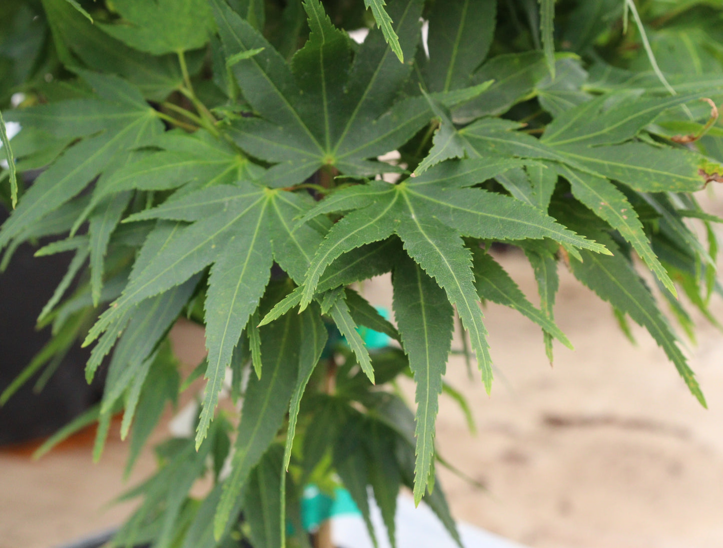 Acer Palmatum Mikawa-Yatsubusa