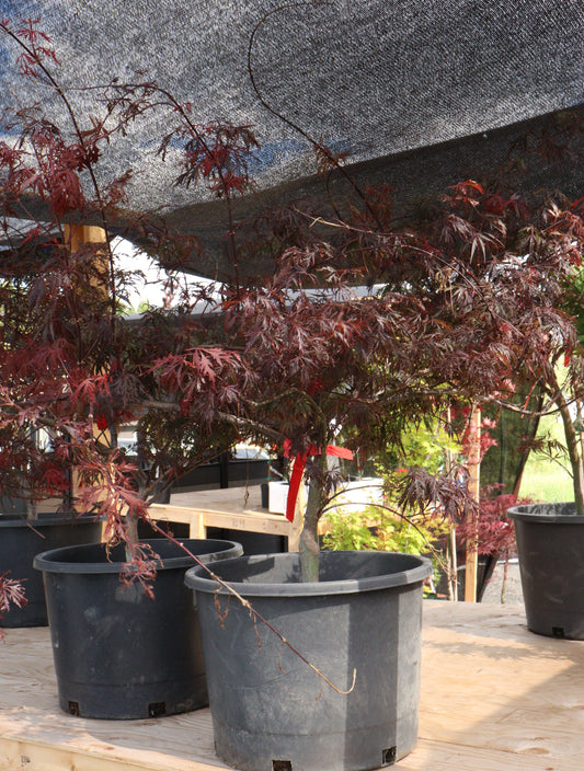 Acer palmatum Dissectum 'Firecracker'