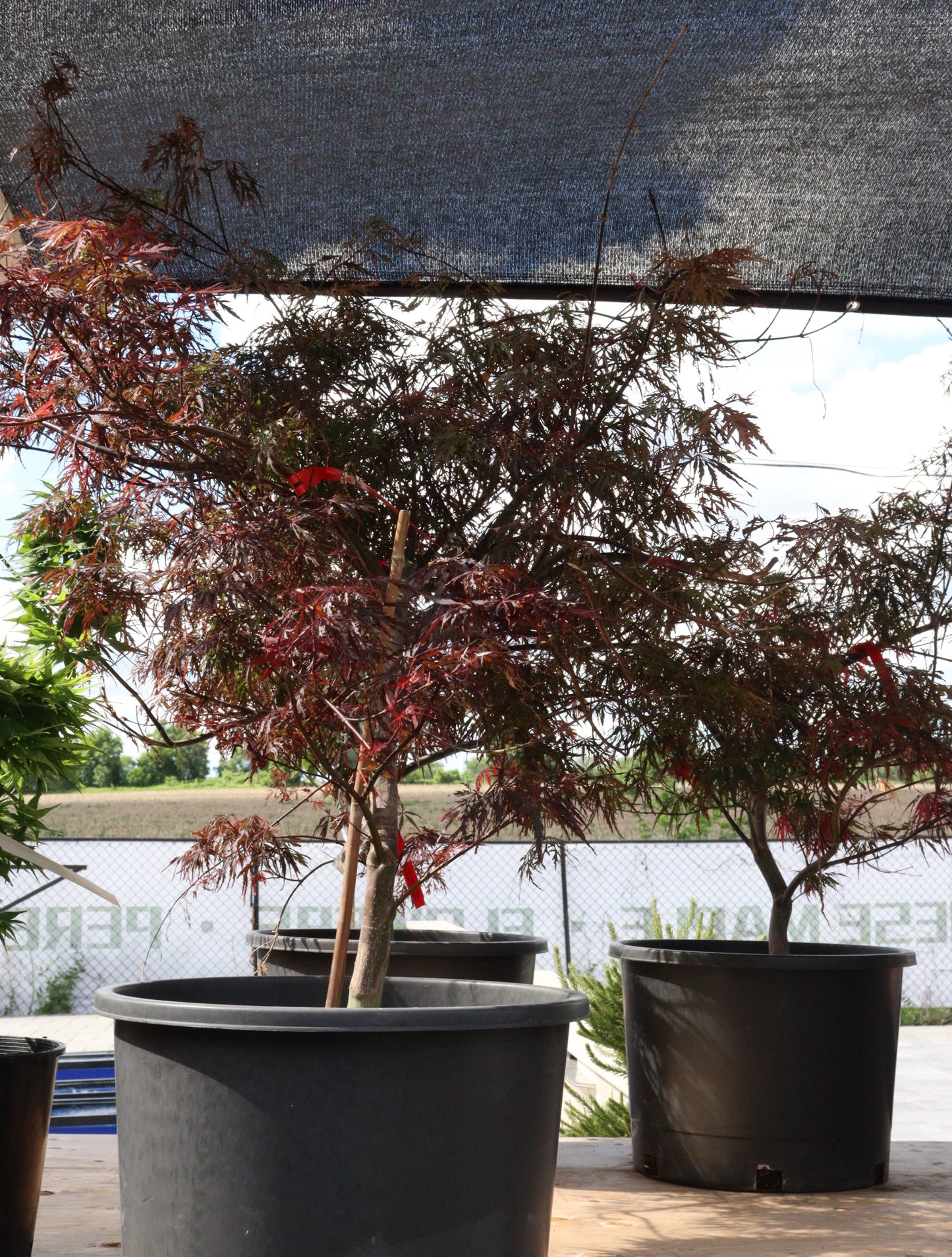 Acer palmatum Dissectum 'Firecracker'