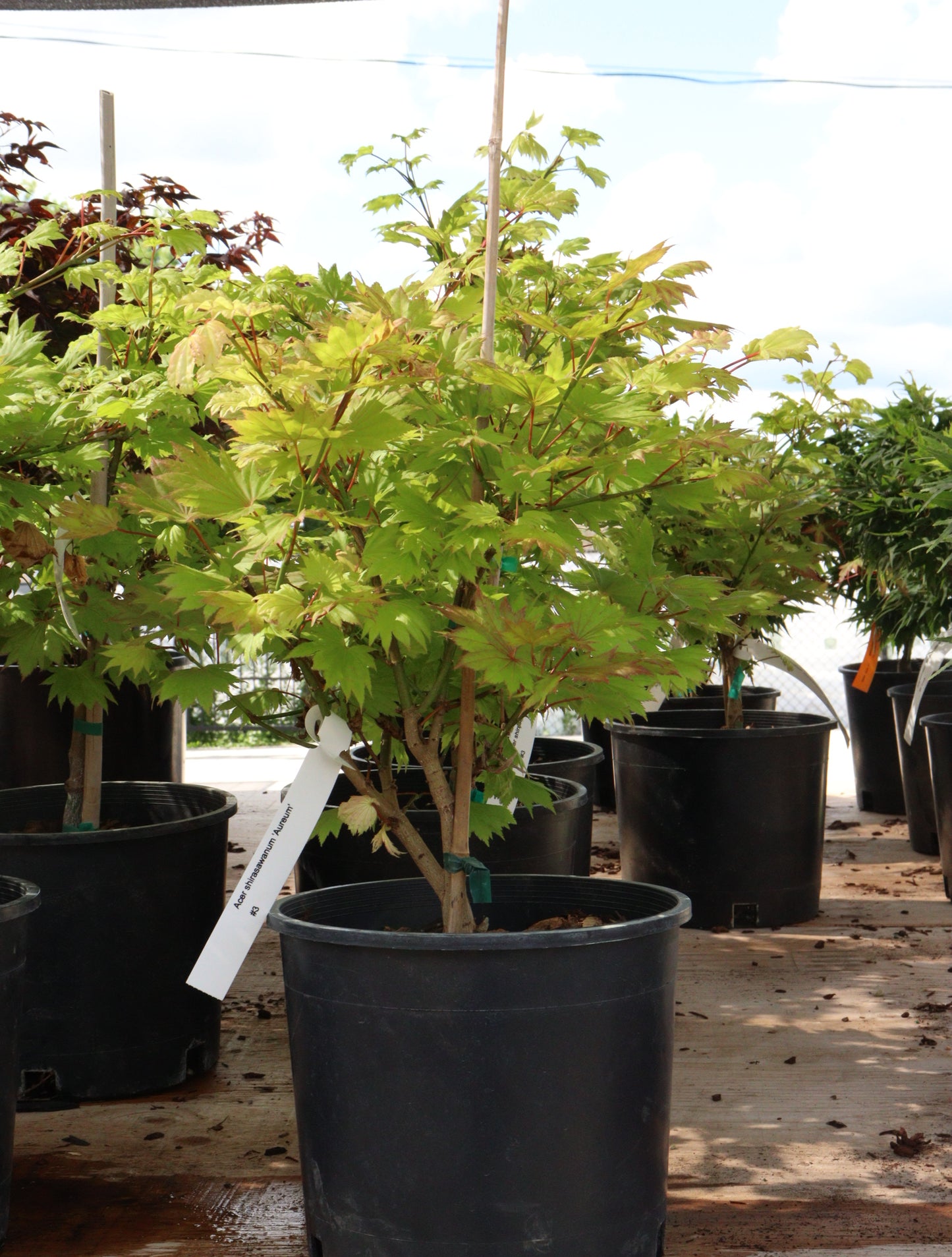 Acer Shirasawanum 'Aureum'/ "Golden Full Moon"