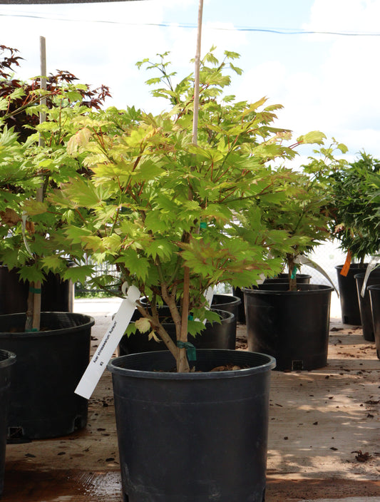 Acer Shirasawanum 'Aureum'/ "Golden Full Moon"