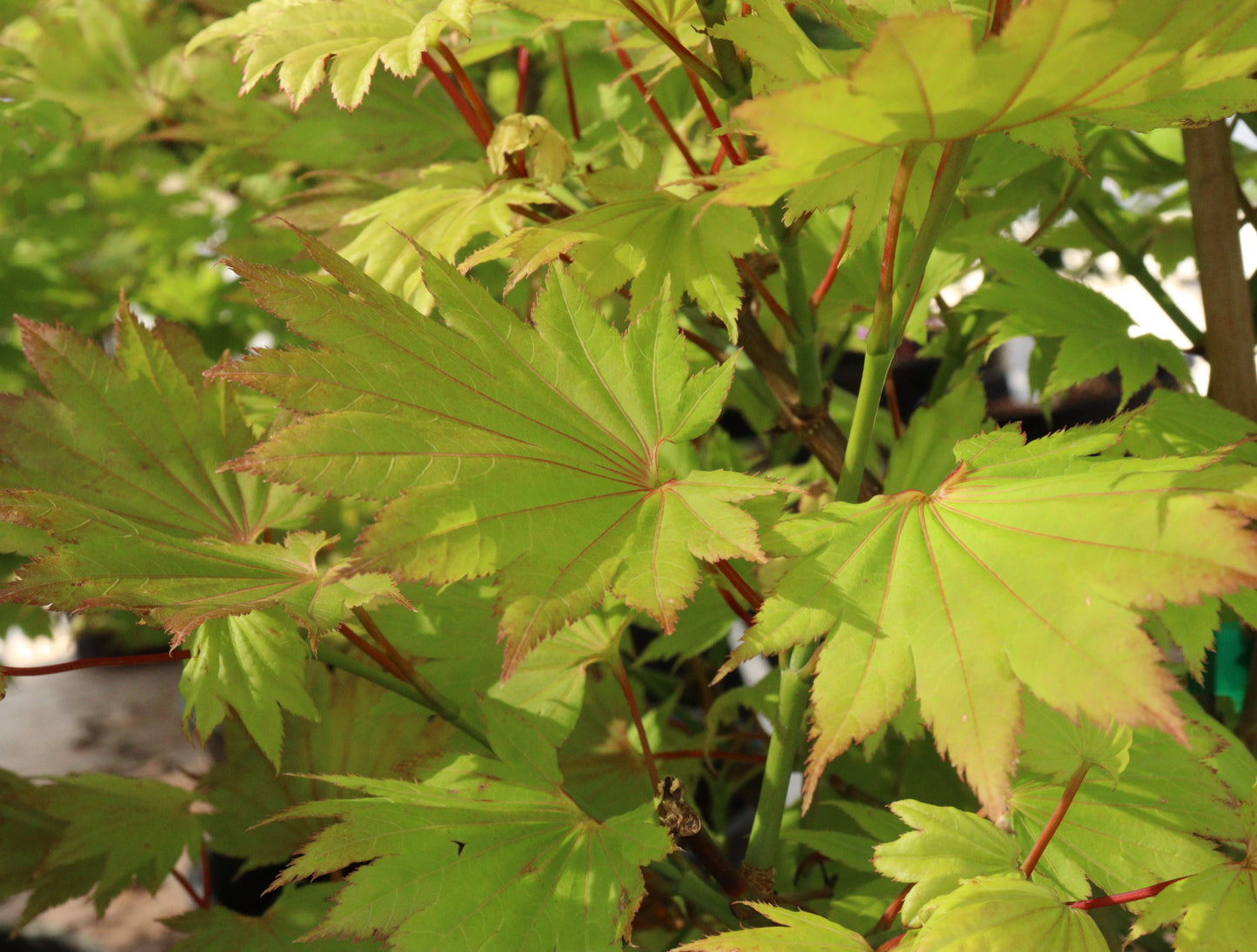 Acer Shirasawanum 'Aureum'/ "Golden Full Moon"