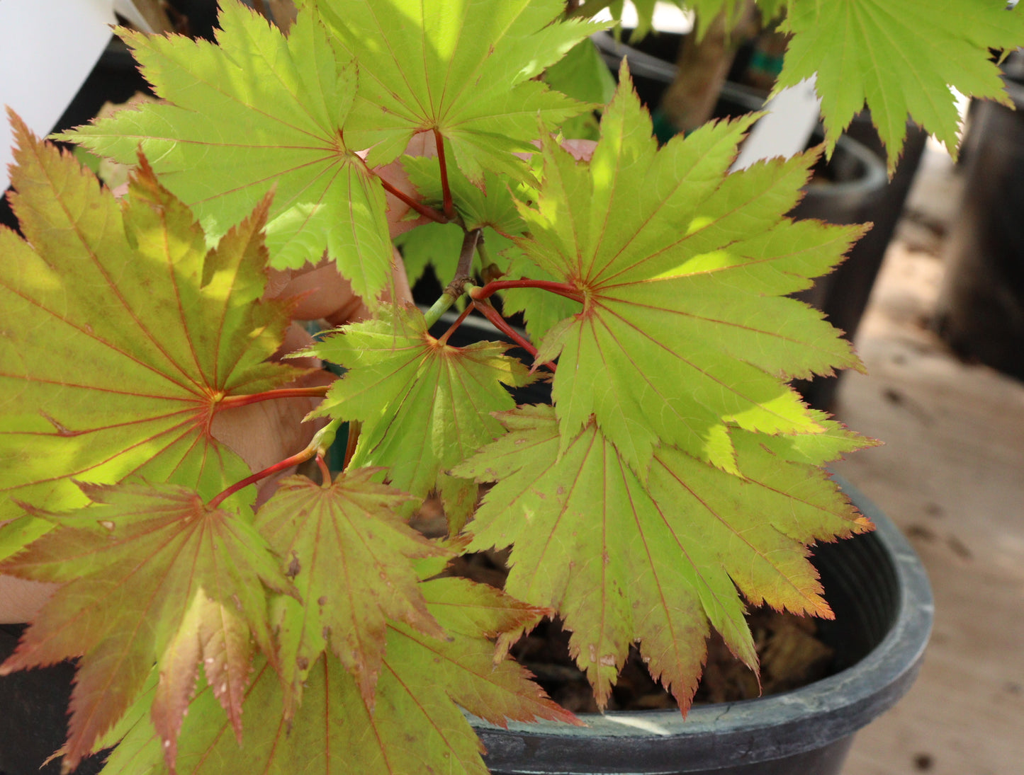 Acer Shirasawanum 'Aureum'/ "Golden Full Moon"