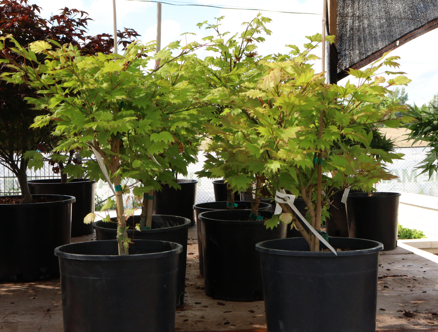 Acer Shirasawanum 'Aureum'/ "Golden Full Moon"