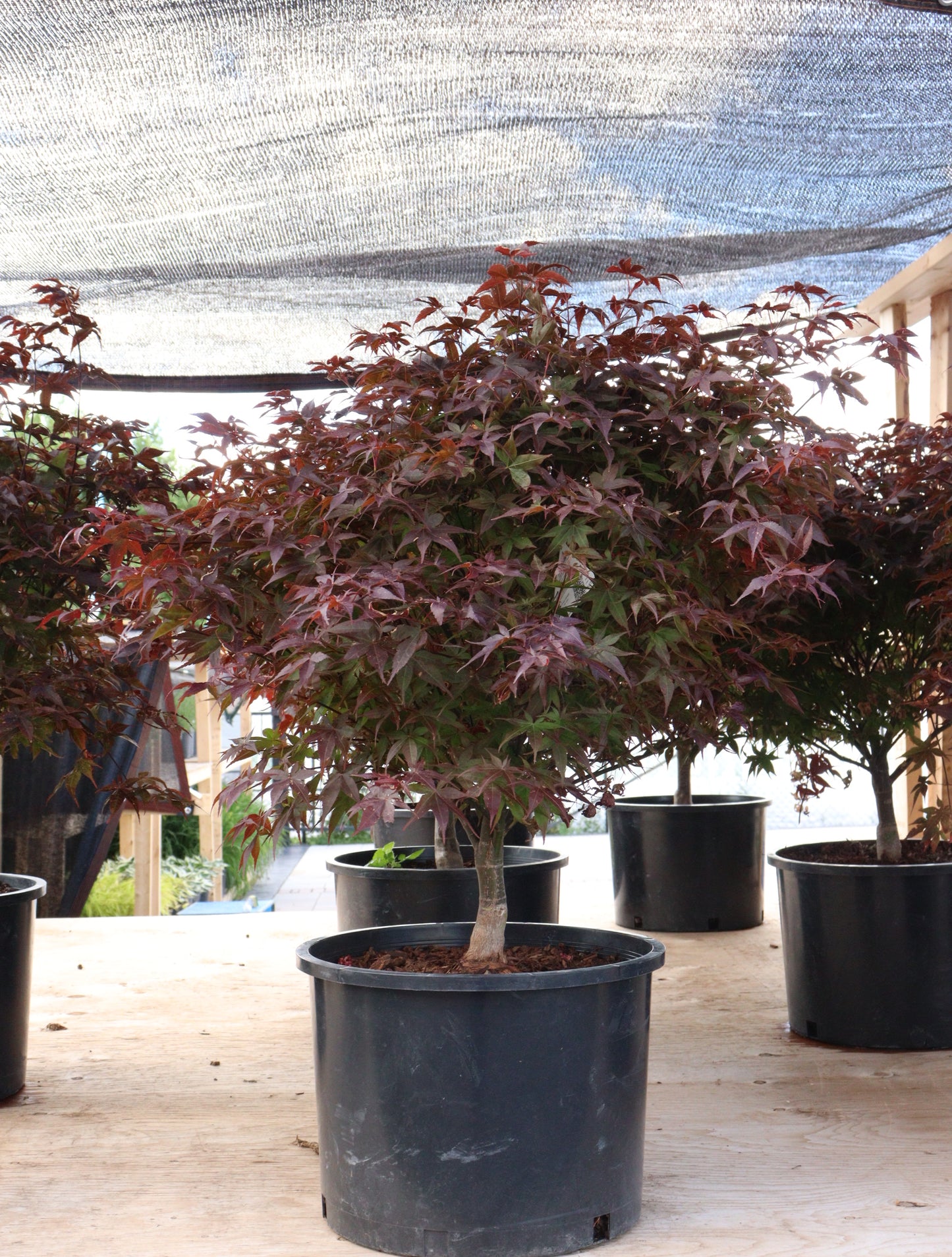 Rhode Island Red Japanese Maple (Acer palmatum 'Rhode Island Red')