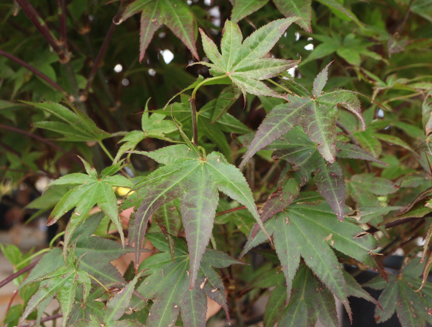 Rhode Island Red Japanese Maple (Acer palmatum 'Rhode Island Red')