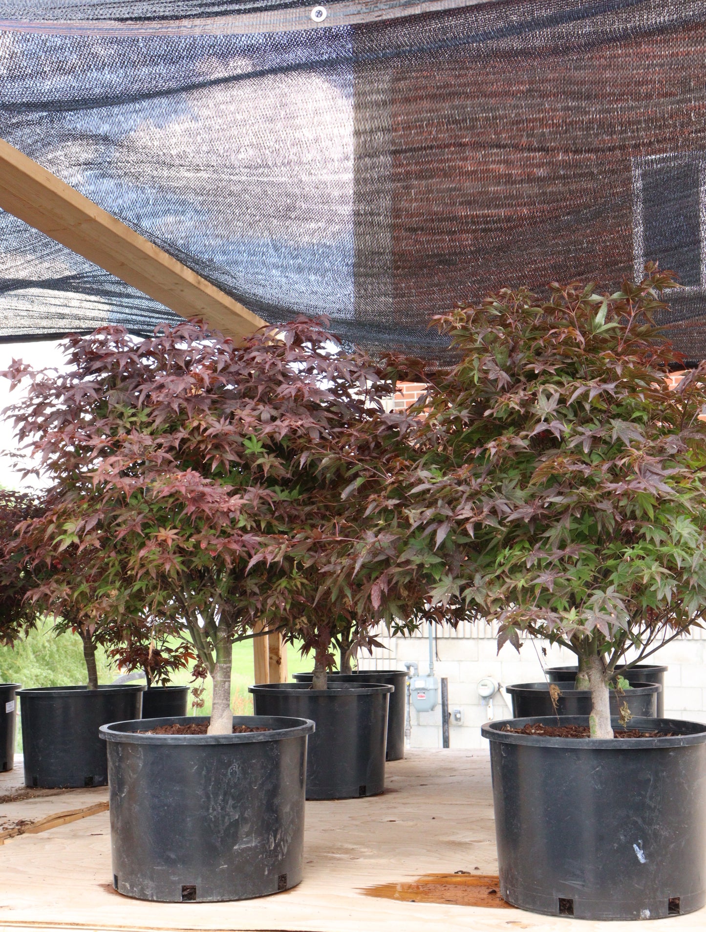 Rhode Island Red Japanese Maple (Acer palmatum 'Rhode Island Red')
