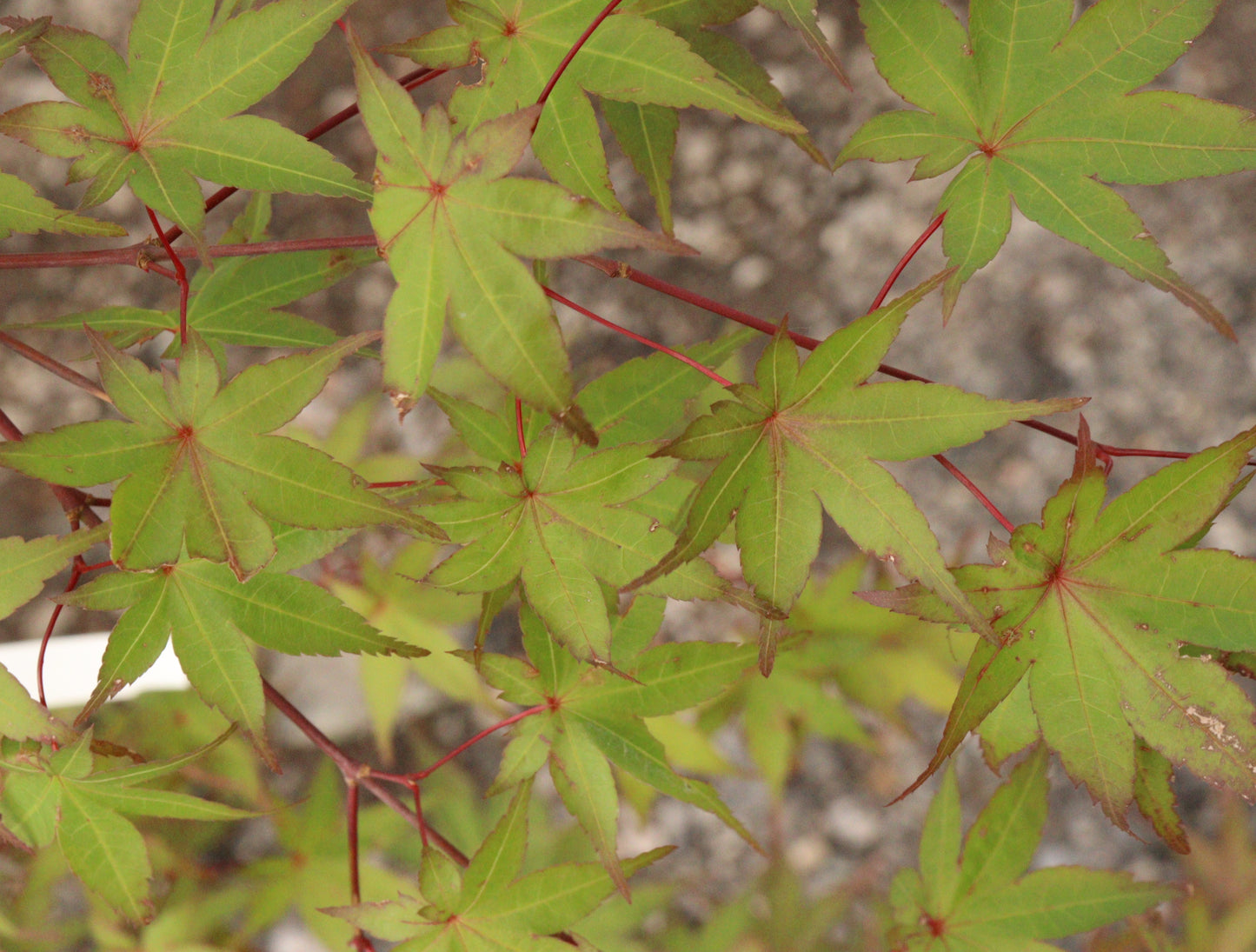 Acer Palmatum 'Shindeshojo'