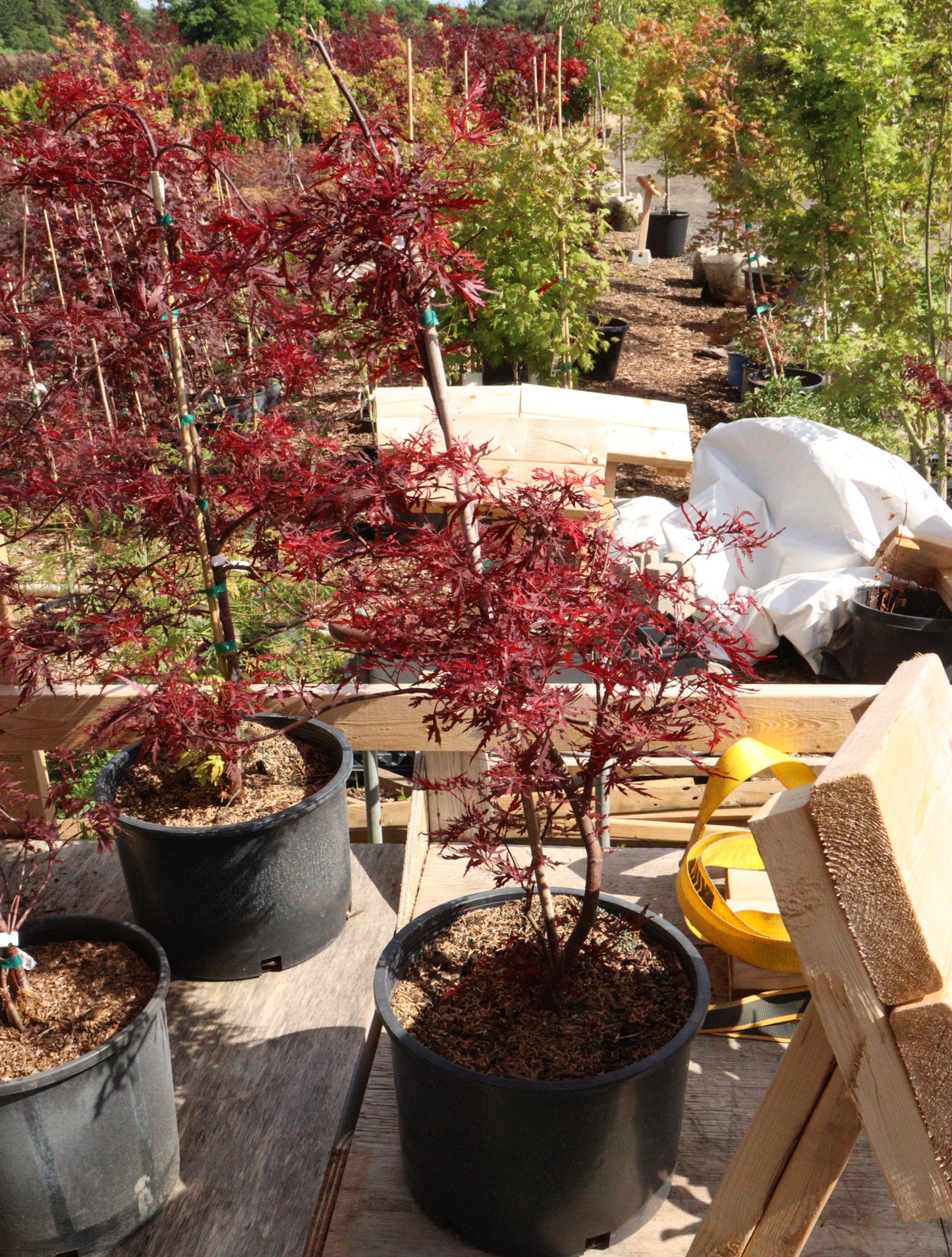 Acer Palmatum Dissectum 'Red Dragon'