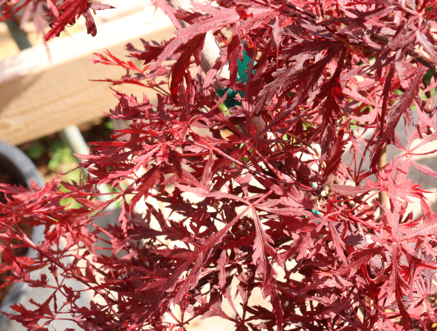 Acer Palmatum Dissectum 'Red Dragon'
