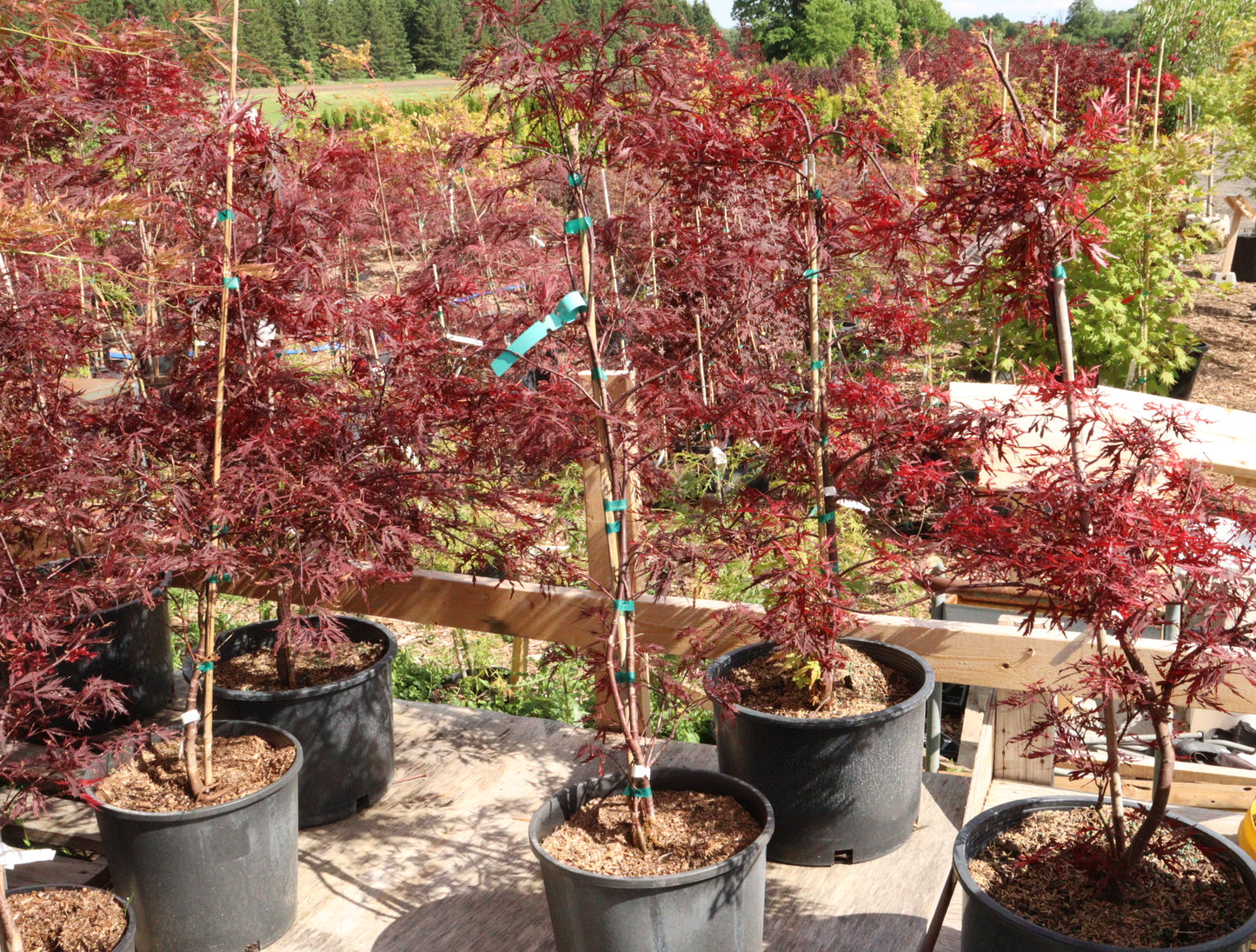Acer Palmatum Dissectum 'Red Dragon'